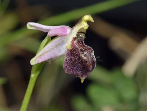 Ophrys Elegans Orchid Stock Image Image Of Pink Mediterranean 104090191