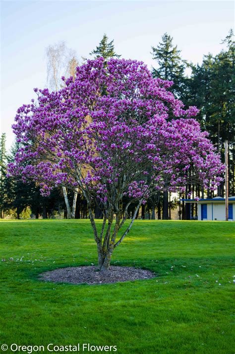 Lavender And White Flowering Tulip Magnolia Branches Oregon Coastal