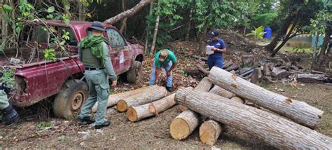 52 casos de tráfico y tala ilegal de madera y minería ilegal en lo que