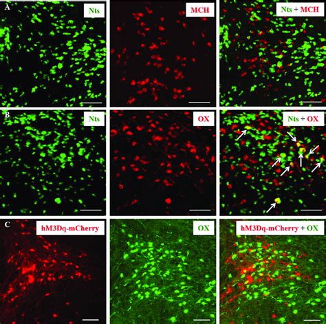 Nts Neurons In The Lh Are Distinct From Orexin And Mch Neurons A B