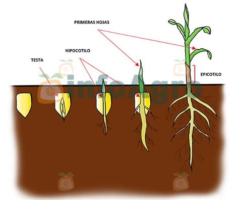 El proceso de la germinación de semillas Conceptos y tipos de germinación