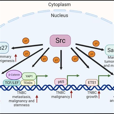 Src Kinase Mediated Phosphorylation And Function Of Nuclear Proteins In