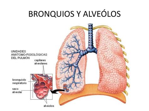 AnatomofisiologÍa Y PatologÍas MÁs Frecuentes Aparato Respiratorio