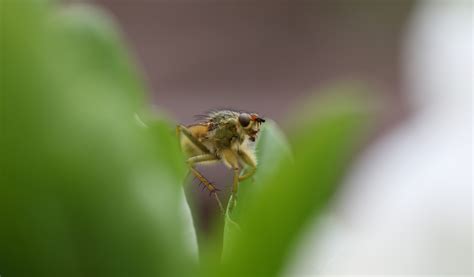 Fotos gratis naturaleza fotografía hoja flor pétalo mosca verde