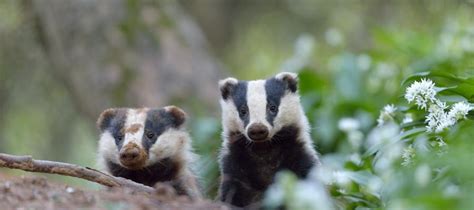 Badger Facts & Worksheets, Types, Habitat, Population & Diet For Kids