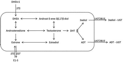 Steroid Conjugation Reactions In Breast And Prostate With A Known