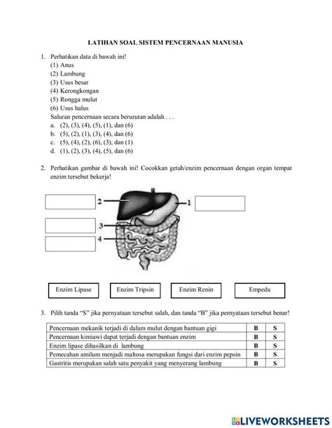 Sistem Pencernaan Manusia Free Worksheet Live Worksheets