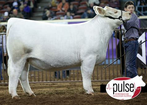 Cattlemens Congress Open Charolais Females The Pulse