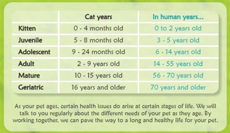 How To Tell Your Cat S Age In Human Years Vetwest Veterinary Clinics