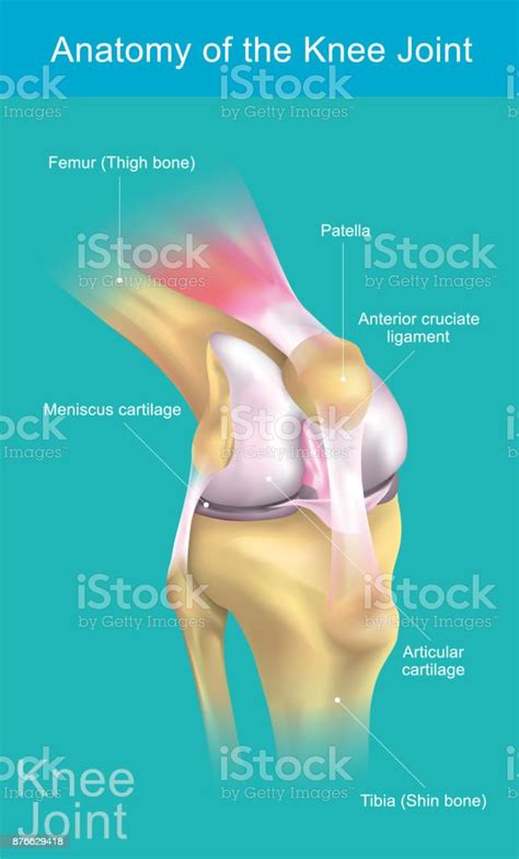 膝關節解剖向量圖形及更多膝頸圖片 膝頸 關節 人體構造 Istock