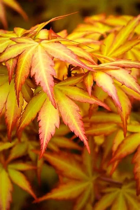 Orange Dream Japanese Maple Trees For Sale The Tree Center