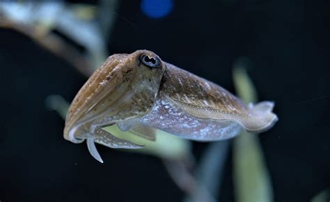 La seiche, une grande famille de mollusques marins