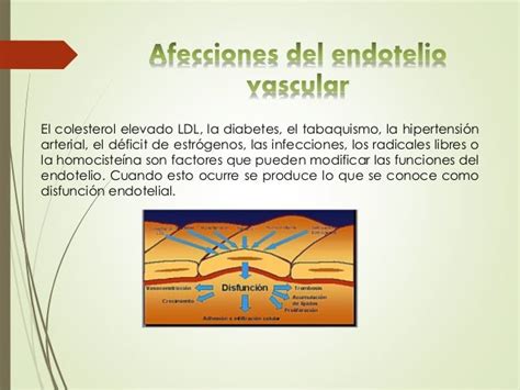 Endotelio Vascular