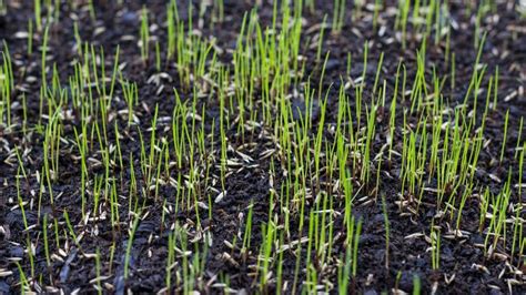 When Is The Best Time To Plant Seed Grass Forbes Home