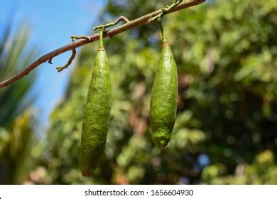 Kapok Ceiba Pentandra White Silk Cotton Stock Photo