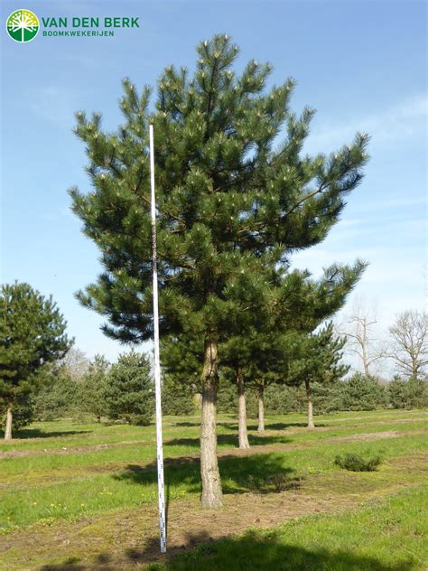 Pinus Den Pijnboom Kopen Van Den Berk Boomkwekerijen