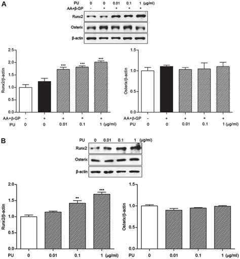 Effects Of Pu On Runx And Osterix Expression Levels In Differentiated