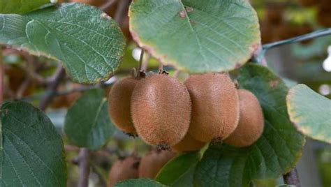 Kiwi jaune Actinidia deliciosa Kiwi Gold Variété femelle aux fruits