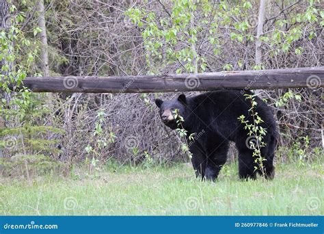 American Black Bear Ursus Americanus Kanada Stock Photo Image Of