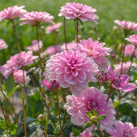 Dahlia Pink Perception White Flower Farm