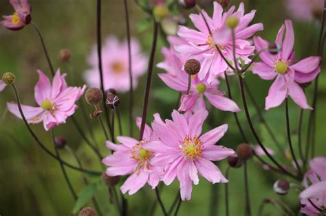 Dahlias Merck Dahlia Dahlia Free Photo On Pixabay Pixabay