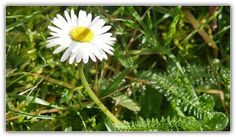 Lumi Re De Printemps Pierre Promeneur Photographe Flickr