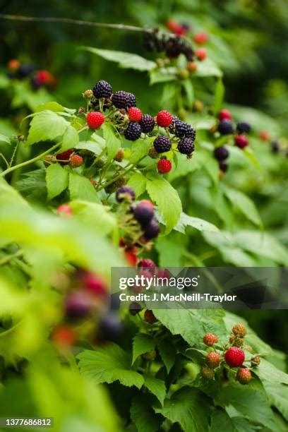 1156 Black Raspberry Stock Photos High Res Pictures And Images