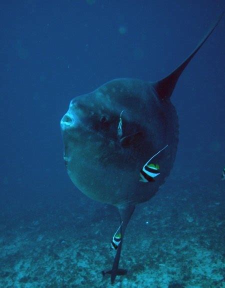 Ocean sunfish