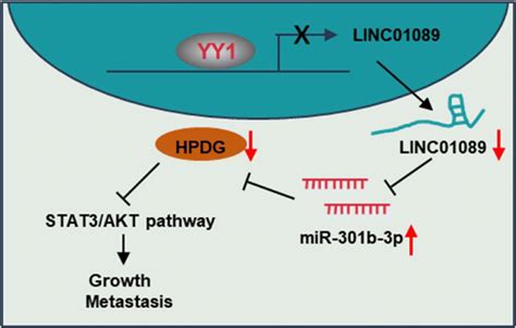 Linc Suppressed By Yy Inhibits Lung Cancer Progression By