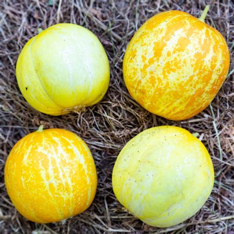 CONCOMBRE Lemon Apple Graines Paysannes Artisanales Les Jardins Du