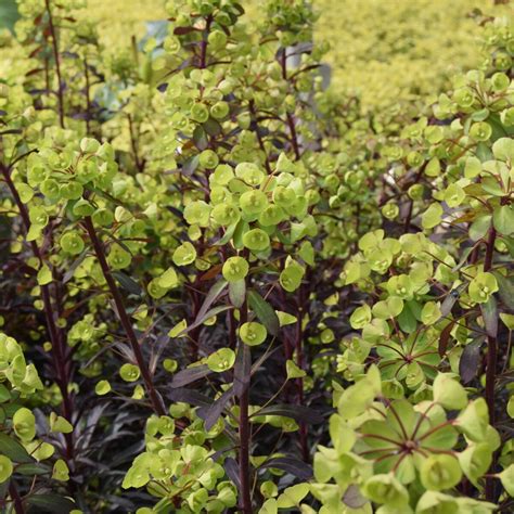 Euphorbia Amygdaloides Miners Merlot Find Haveplanter