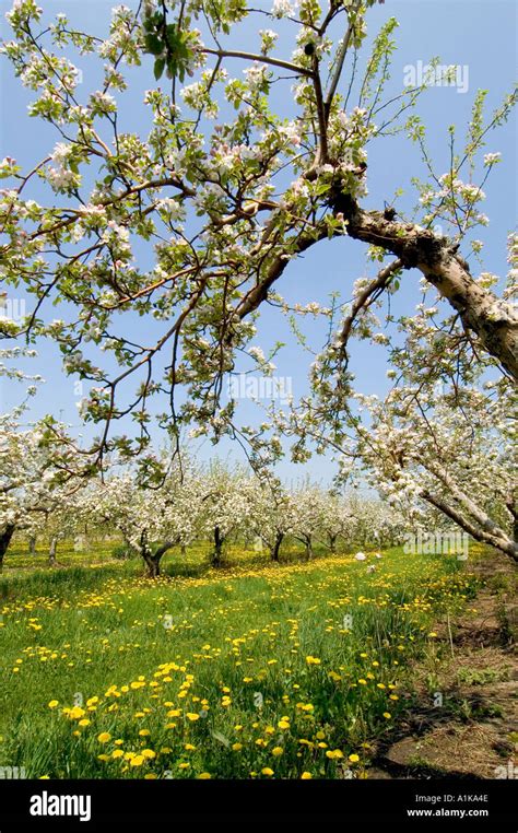 Michigan Apple Orchard With Flower Blossoms In Full Bloom Stock Photo