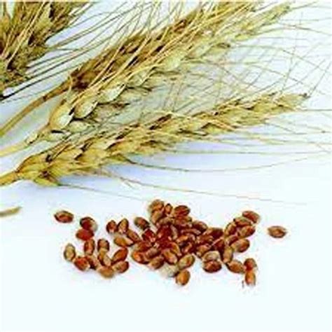 Hybrid Wheat Seeds, For Food Processing, Packaging Type: Bag at Rs 75/kg in Narasampet