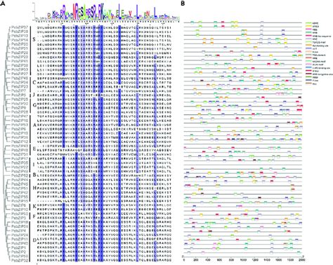 Conserved Domains And Predicted Cis Elements In Promoters Of Pebzips