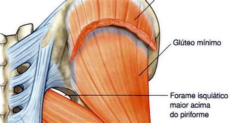 Anatomia in Situ MÚSCULOS GLÚTEO