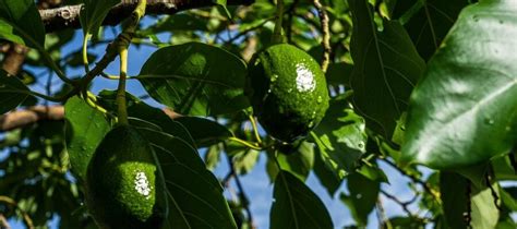 Plantar un árbol de palta y que de frutos Todos los detalles del