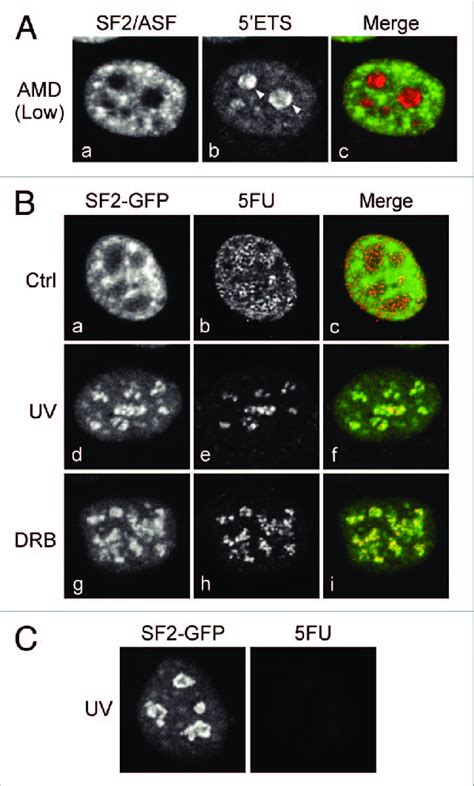 Sf Gfp Accumulates Around Putative Rnap I Transcription Sites