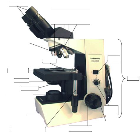 Microscope Diagram Quizlet