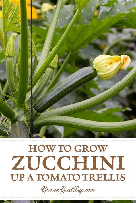 How To Grow Summer Squash Vertically Growing Zucchini Zucchini