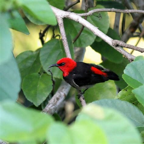 Indonesia Temukan Spesies Flora Dan Fauna Baru Ipol Id