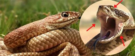 How To Identify The Venomous Snakes On Your Property - Self Sufficient ...