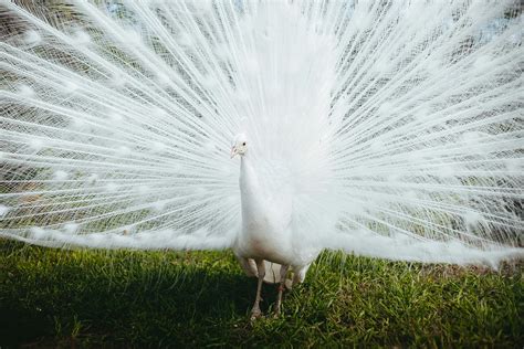 Photo of Peacock · Free Stock Photo