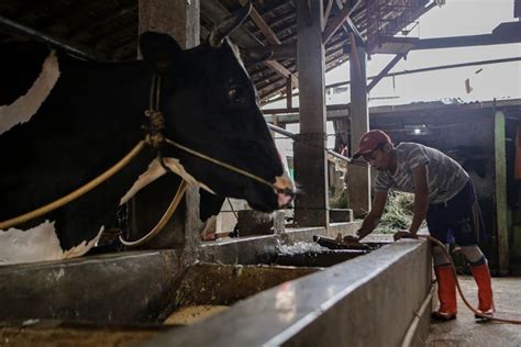 685 Sapi Di Cirebon Terjangkit PMK Diduga Terpapar Dari Ternak Kiriman