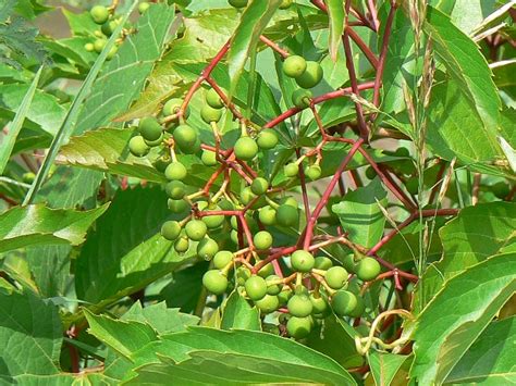 Virginia Creeper Facts And Health Benefits