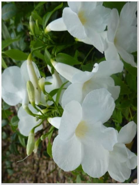 Pianta Di Pandorea Jasminoides Passione Piante Vivaio Online