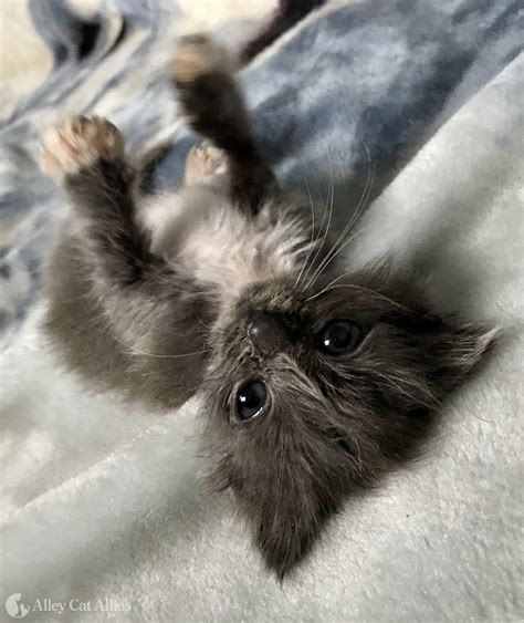 Alley Cat Allies COVID-19 Funding Saves Kittens and Feeds Cats in North