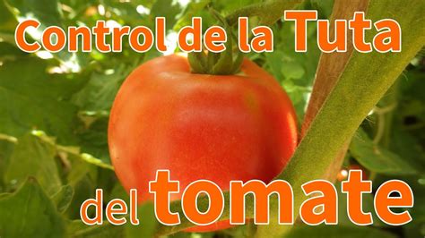 Cómo combatir la Tuta del tomate de forma ecológica Planeta Huerto