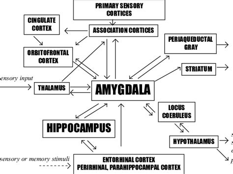 Brain Regions Mediating Fear And Anxiety The Figure Is A Modified Download Scientific Diagram