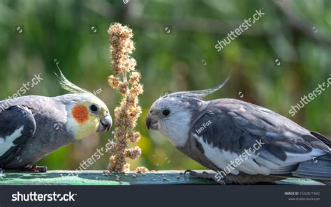 603 Cockatiel feeding Images, Stock Photos & Vectors | Shutterstock