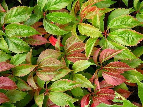 Photos Of Poison Ivy Oak And Sumac Virginia Creeper Recognizable